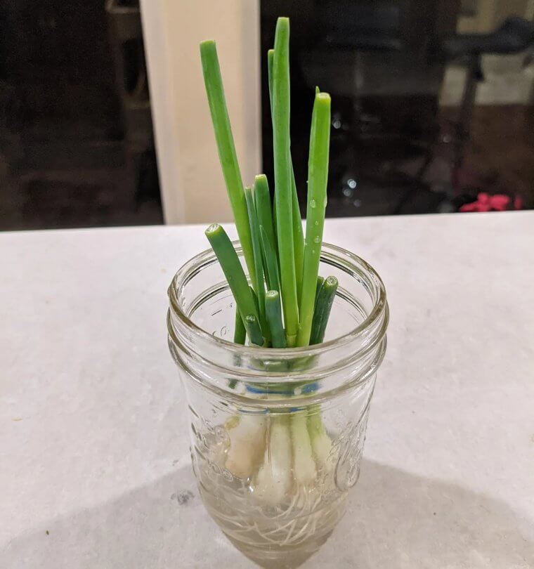 Keep Veggie Scraps to Grow New Ones