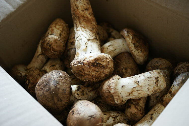 Matsutake Mushrooms (around $275 per Pound)