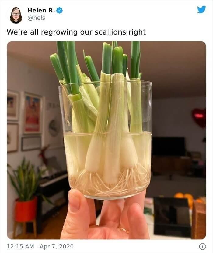 Regrow Your Scallions And Save Some Money