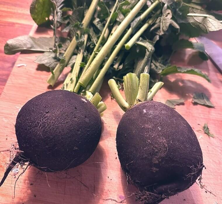 Black Radish