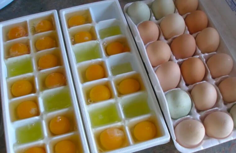 Eggs Can Be Frozen