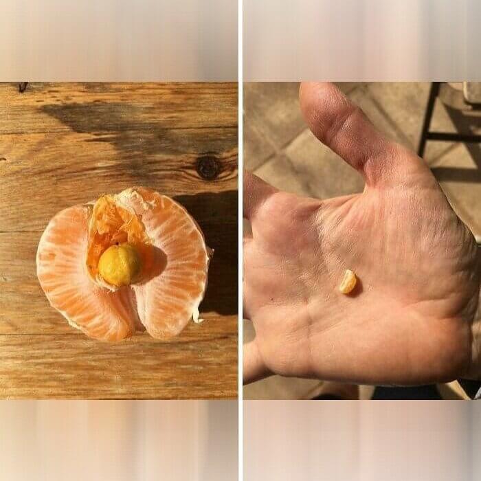 This Person Found A Baby Orange