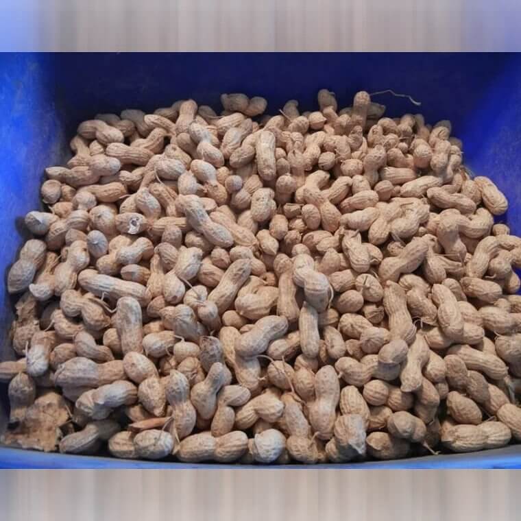 Remember To Shell Peanuts Before Microwaving