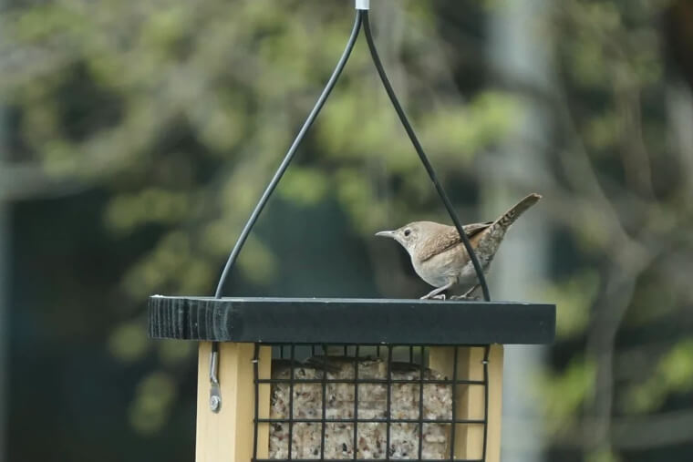 Help Out Birds By Feeding Them Eggshells