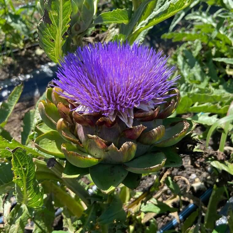 Artichokes