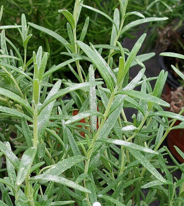 Rosemary