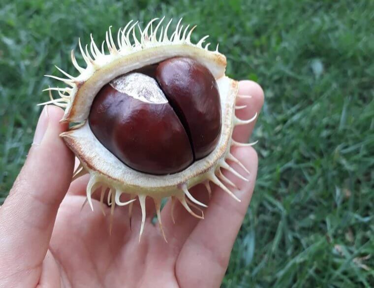 Horse Chestnut Oil (around $1,400 per 1,000ml)