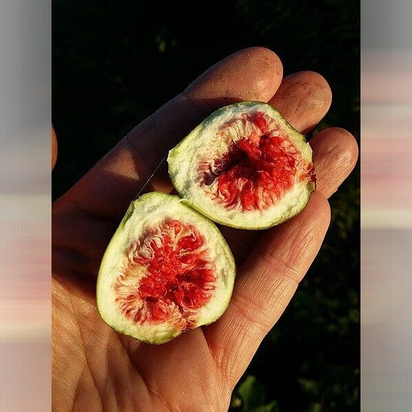 Figs