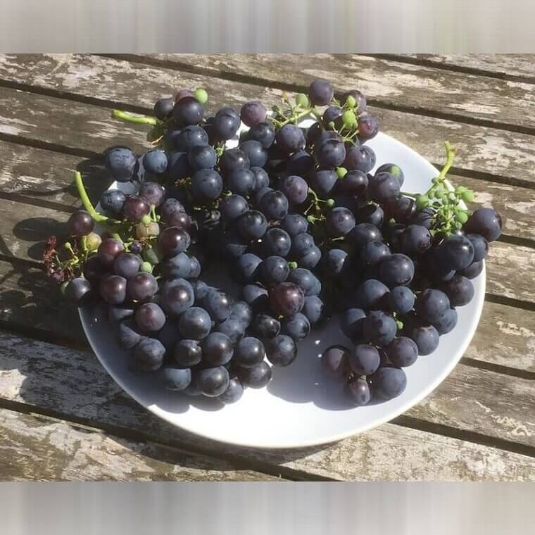 Exploding Grapes Is A Thing If Microwaved