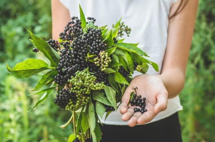Elderberries