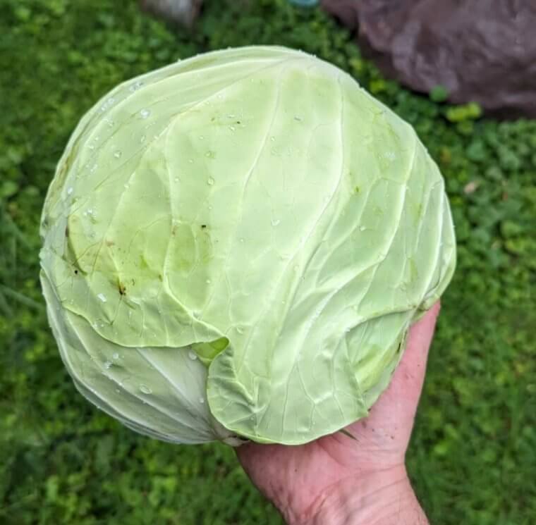 Cabbage