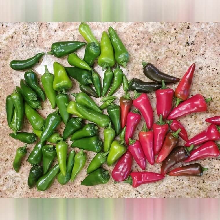 Peppers Can Release Vapors When Microwaved