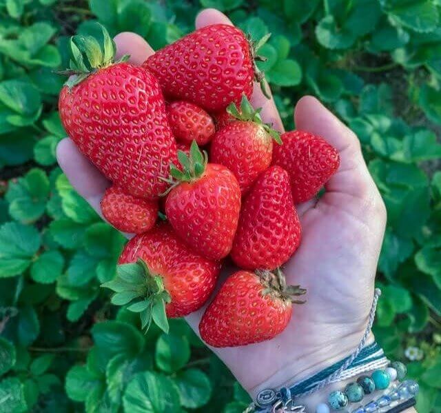 Strawberries