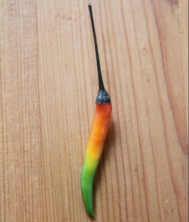 The Ultimate Spice Rank