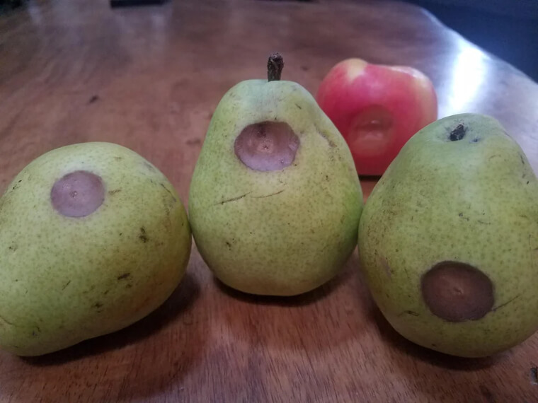 How to Pick Perfect, Unbruised Fruit