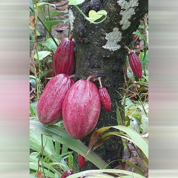 Cacao