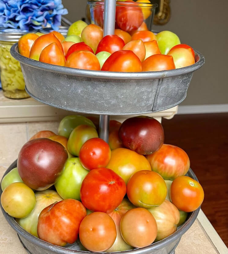 Where Do Tomatoes Go?