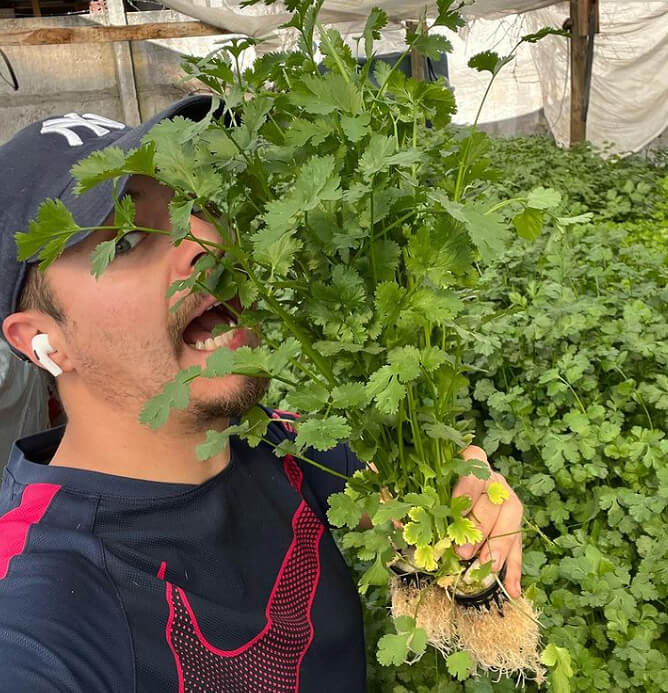 This Is Why Coriander Tastes Like Soap to Some People