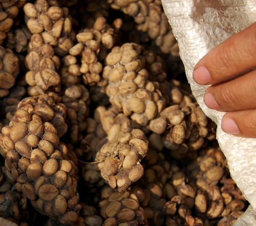Kopi Luwak (around $275 per Pound)