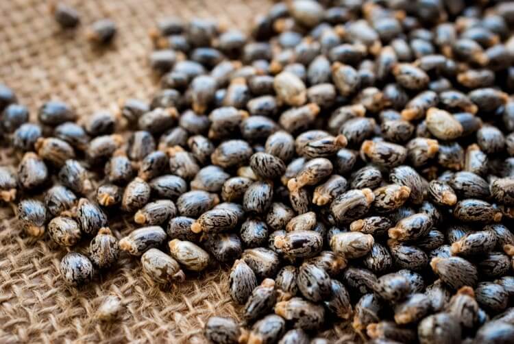 Castor Beans