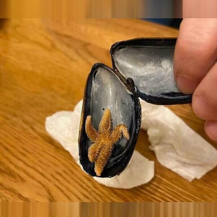 A Tiny Starfish Locked Away In A Mussel