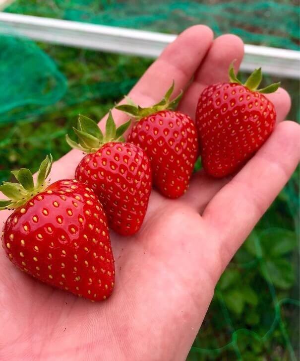 They're Berry Nice