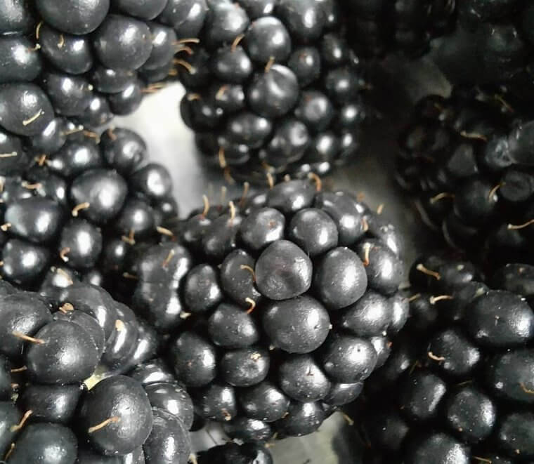Blackberries