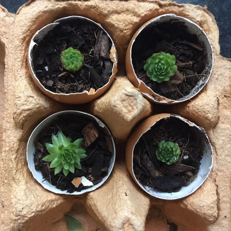 Turn Eggshells Into Planters