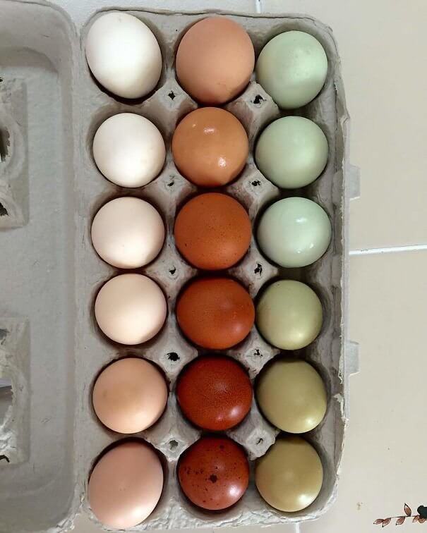 Green Eggs and Ham