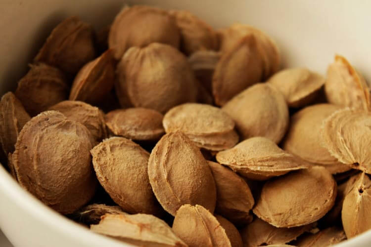 Apricot Seeds