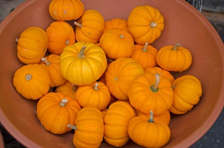 Pumpkins