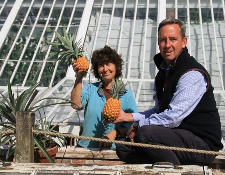 Heligan Pineapple ($1,200 per Pineapple)