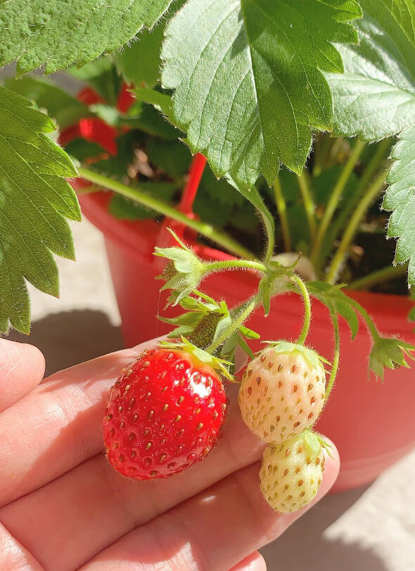 Your Favorite Berry Isn't Actually a Berry