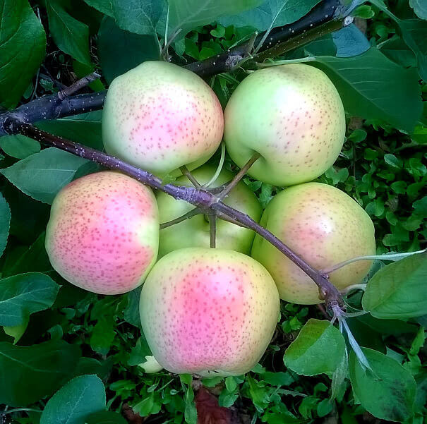 A Blushing Cluster