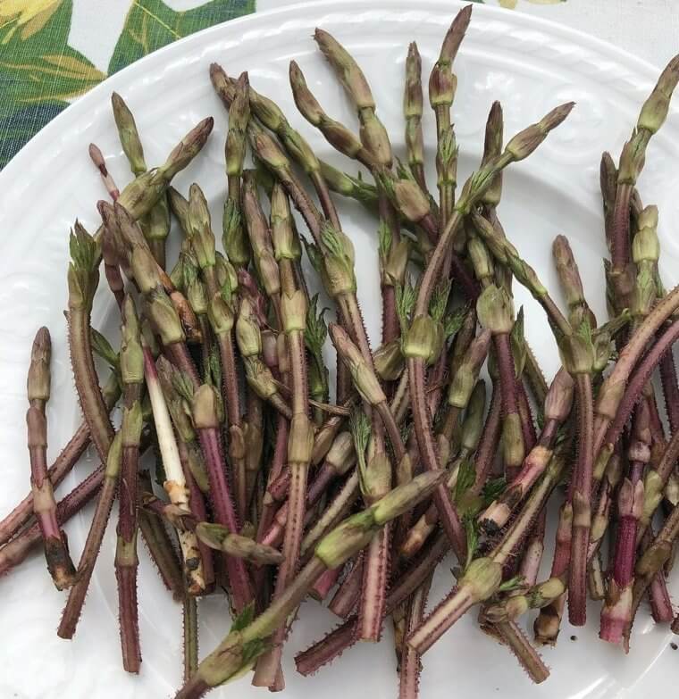 Hop Shoots (around $360 per Pound)