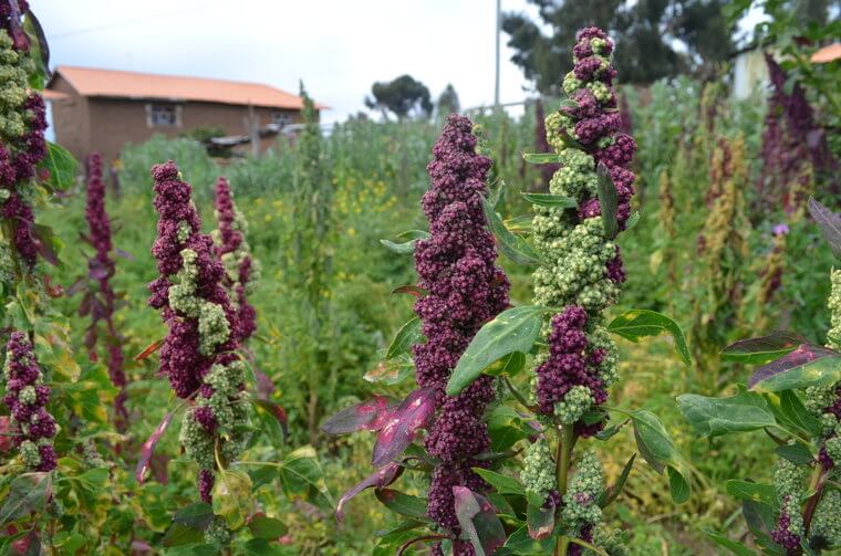 Quinoa